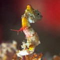 Pygmy Sea Horse