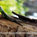 Green Lizard