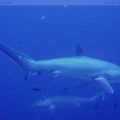 Thresher Sharks