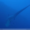 Thresher Shark