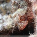 Scorpionfish