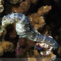Common Seahorse