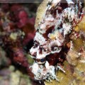 Scorpionfish