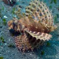Shortfin Lionfish