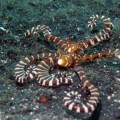Mimic Octopus