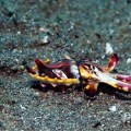Flamboyant cuttlefish