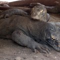 the Komodo dragon