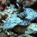 Nudibranch