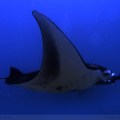 Manta