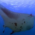 Manta