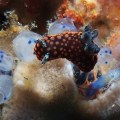 Nudibranch