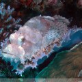 Scorpion Fish