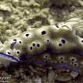 Nudibranch