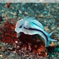 Bunaken Nudibranch