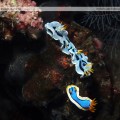Bunaken Nudibranch