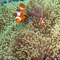 Bunaken Clown Fish