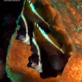 Bunaken Bat Fish