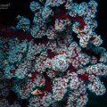 Bunaken Soft Coral
