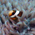 Clarks Anemonefish