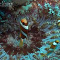 Clarke’s Anemonefish