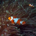 Ocellaris Clownfish