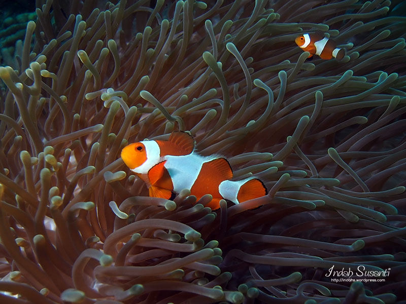 Ocellaris Clownfish