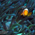 Clownfish