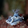 Nudibranch