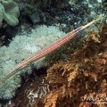Trumpetfish