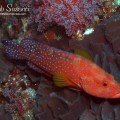 Coral Grouper