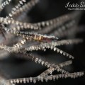 Sea-Whip Goby