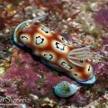 Nudibranch