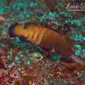 Blue Spotted Grouper
