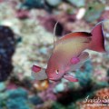 Spot Anthias
