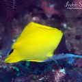 Longnosed Butterflyfish