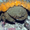 Dromia Crab with yellow&nbsp;sponge