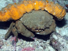 Dromia Crab with yellow sponge