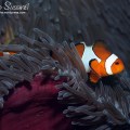 Percula Clownfish