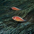 Pink Skunk Clownfish