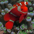 Spinecheek anemonefish