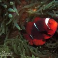 Spinecheek anemonefish
