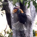 Hornbill