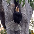 Hornbill