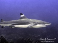 Black Tip Reef Shark