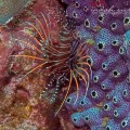 Lionfish
