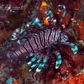 Red lionfish