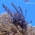 Common Lionfish (Turkeyfish, Red&nbsp;Lionfish)