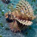 Shortfin Lionfish