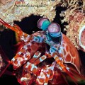 Peacock Mantis Shrimp