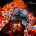 Peacock Mantis Shrimp